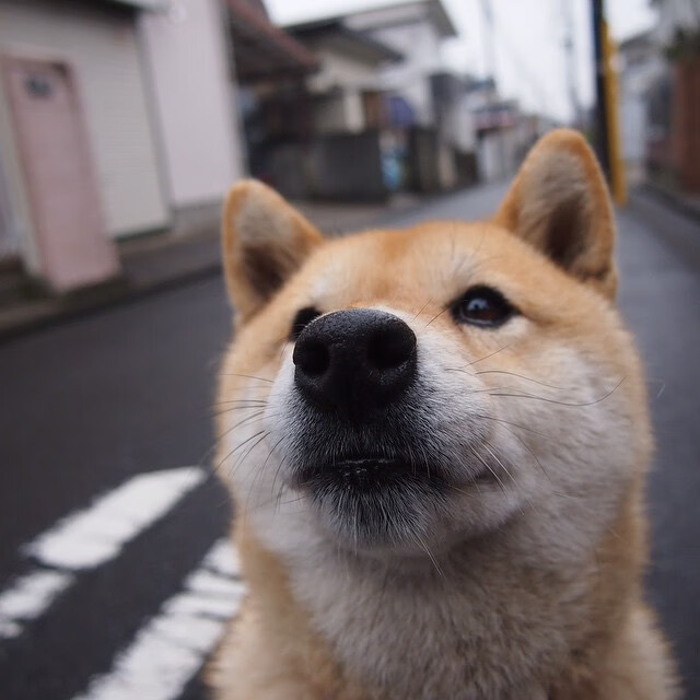 开拓者铁蹄踏碎紫金城,浓眉烈焰焚天诠释统治力