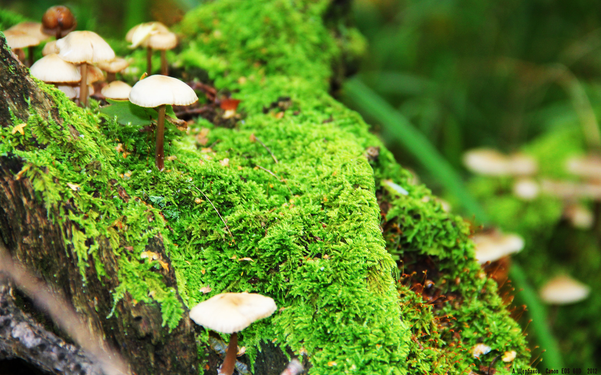 暗夜王冠,美加墨世界杯之夜与本泽马的终极答案