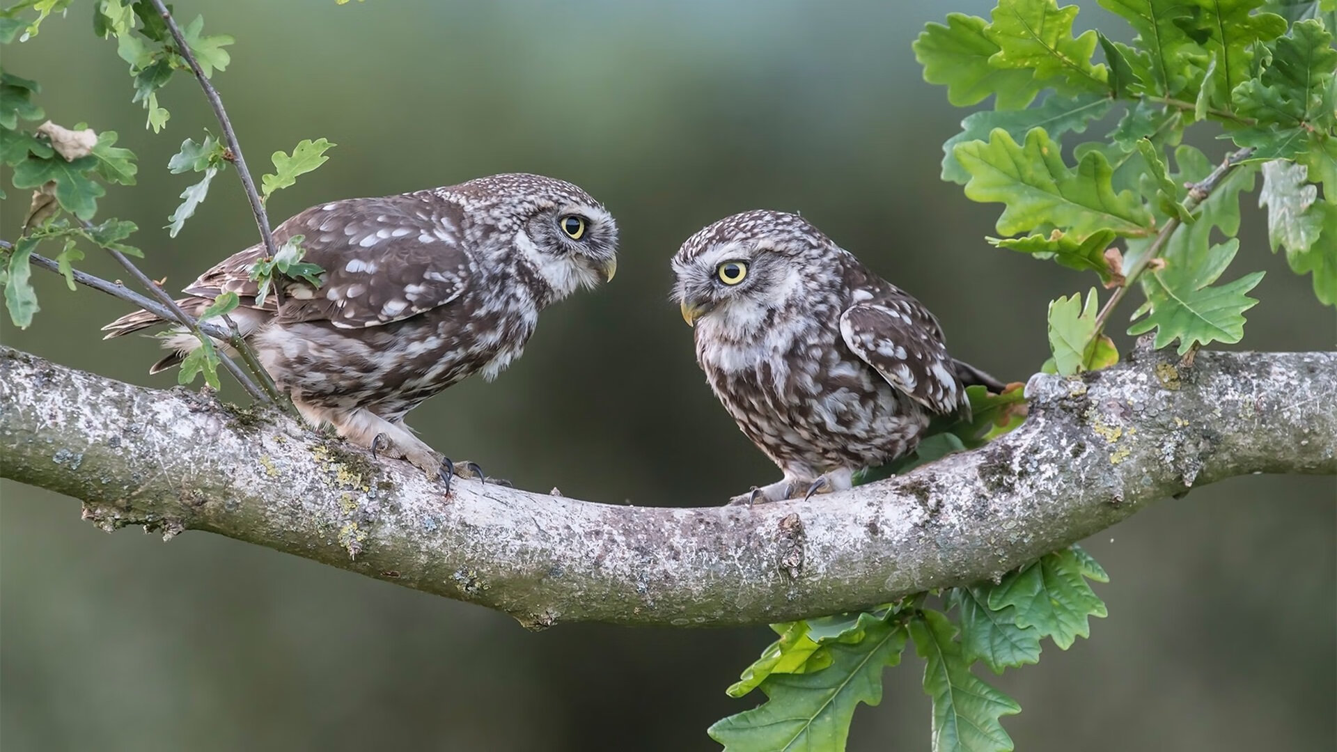 当维尼修斯数据全面爆炸遇见荷兰斩落智利,个人表演与团队胜利的足球双重奏