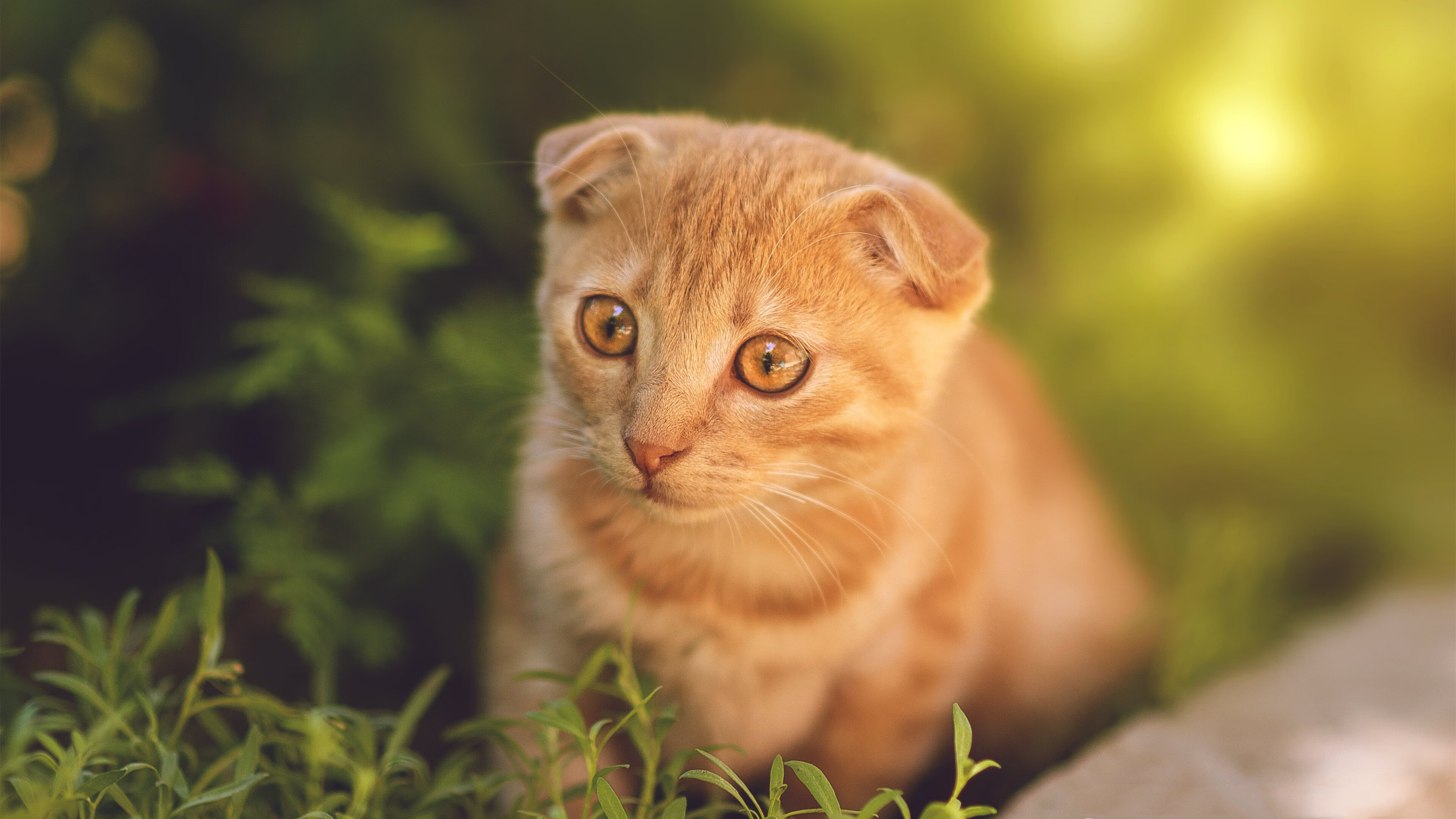 唯一性的见证,奥斯梅恩纪录之夜与波兰翻盘利物浦的震撼