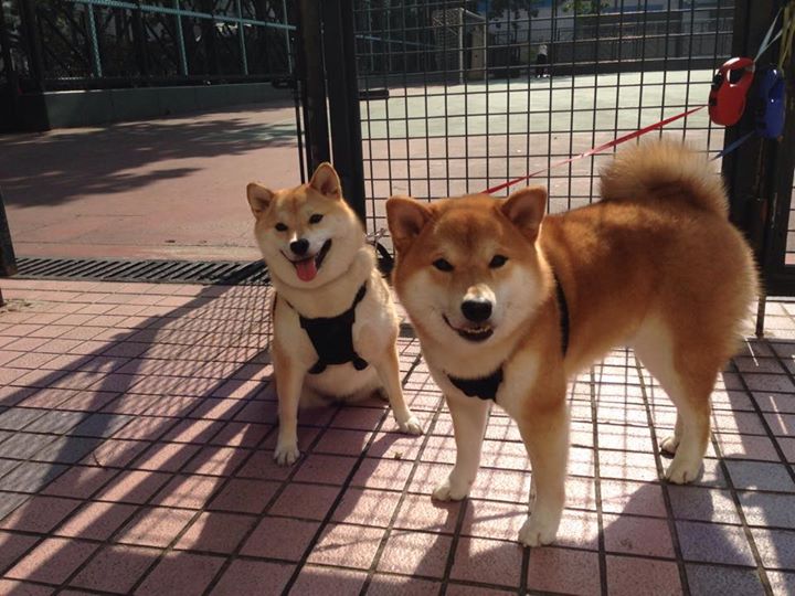 两种统治力，约基奇的极致全面与凯尔特人的无情碾压