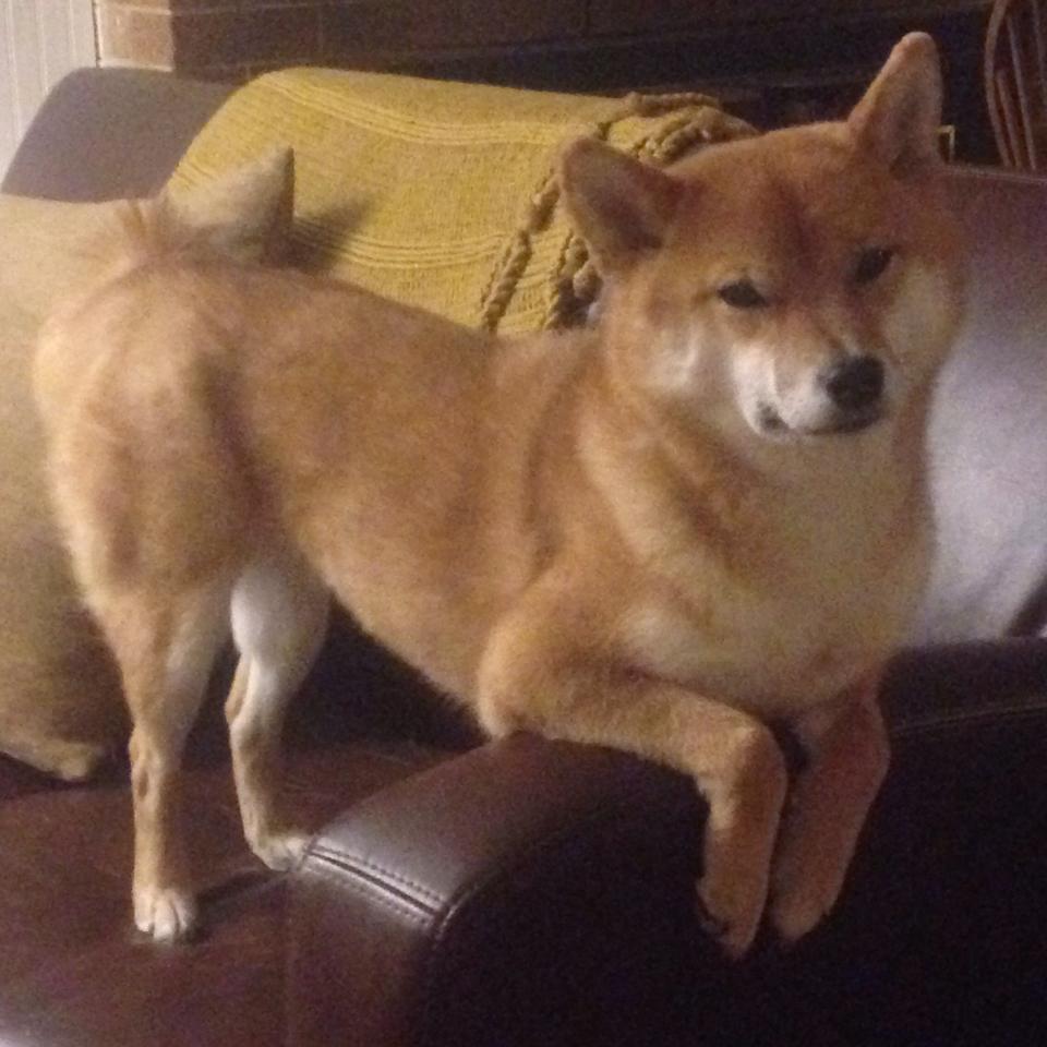 孤星闪耀丹佛夜，休城团队之火焚尽费城豪阵，当约基奇的唯一性撞上火箭的唯一答案