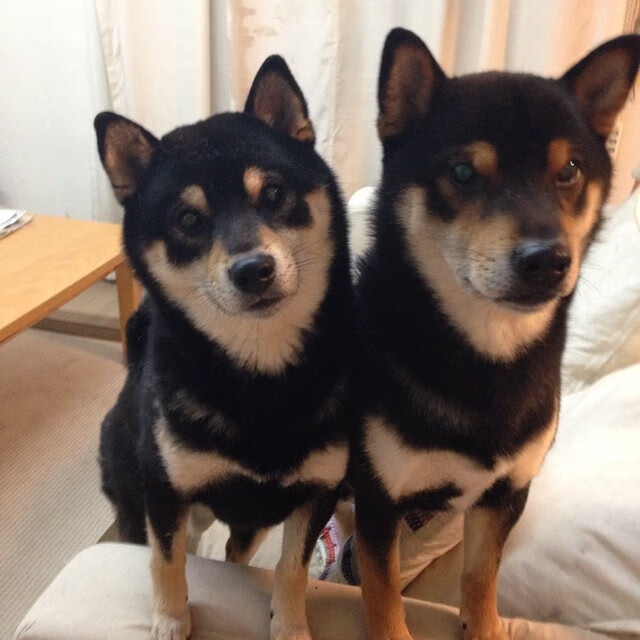 孤星燎原,当独行侠的利刃刺穿公牛阵线,布伦森在喧嚣中雕刻寂静