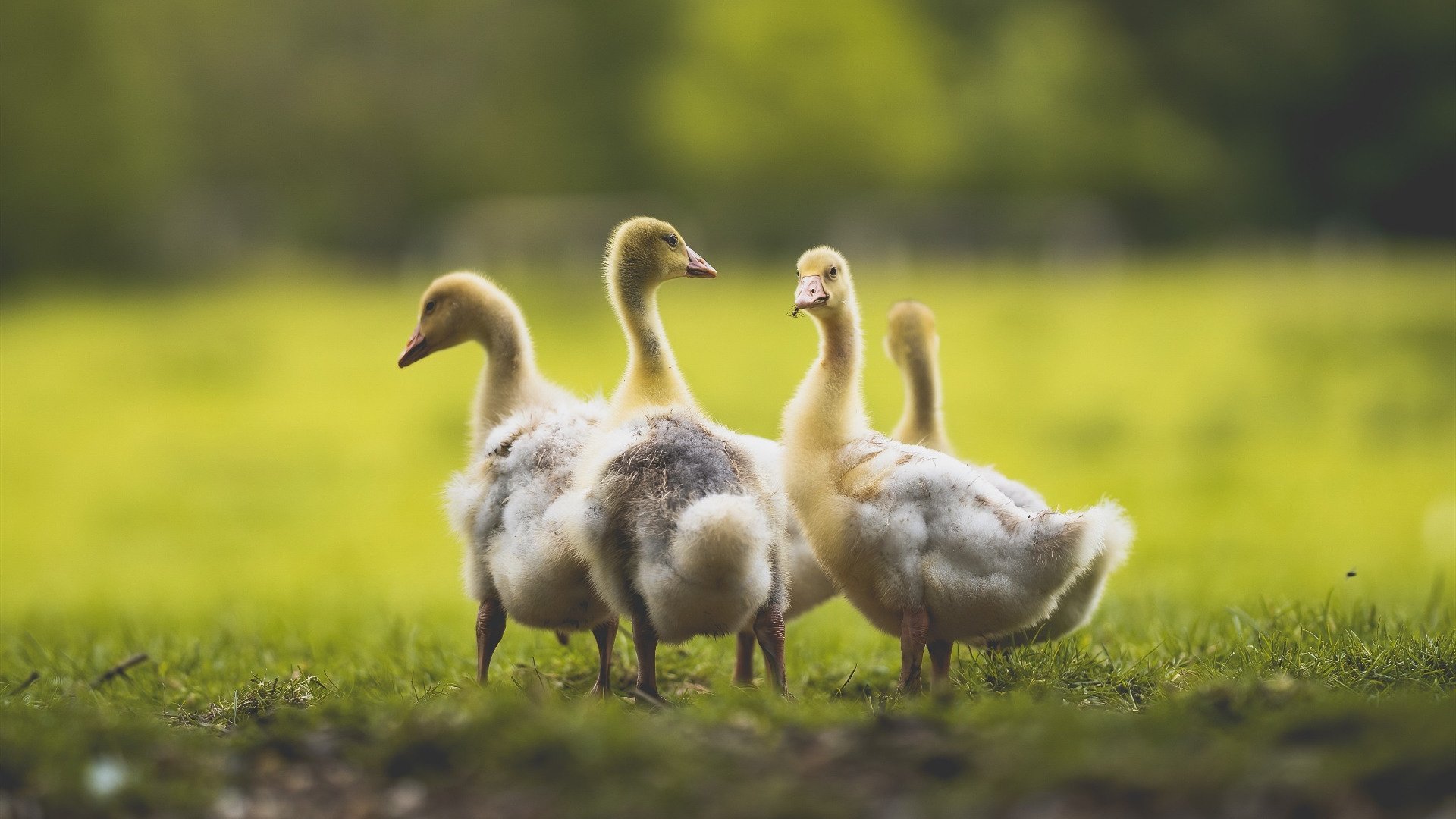 平行时空的交汇，当格列兹曼降临中北美战场—洪都拉斯对阵哥斯达黎加的技术革命