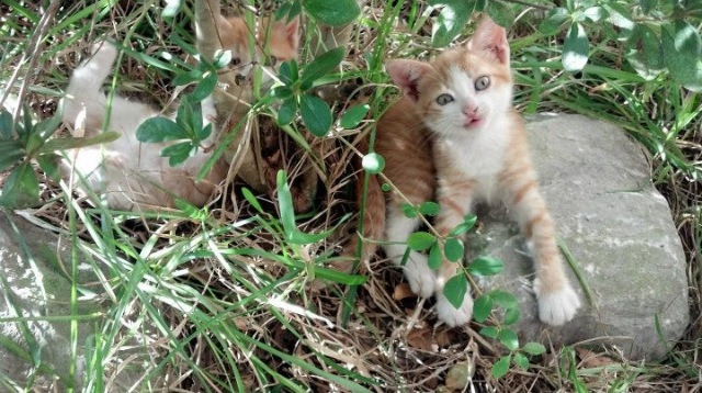 9号惊变曲,当莱比锡舞台奏响委内瑞拉终章