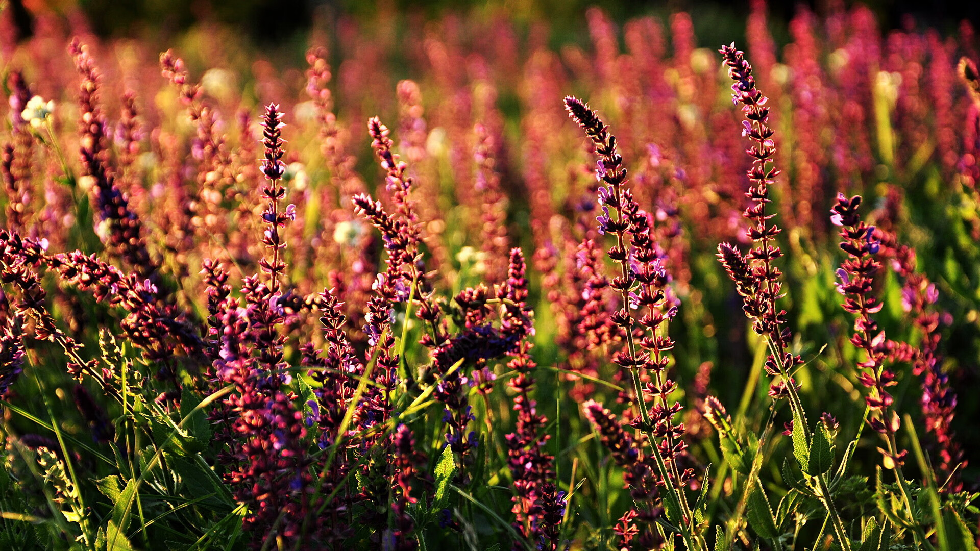 东决关键焦点战,国际米兰击溃阿根廷,迈向荣耀之巅