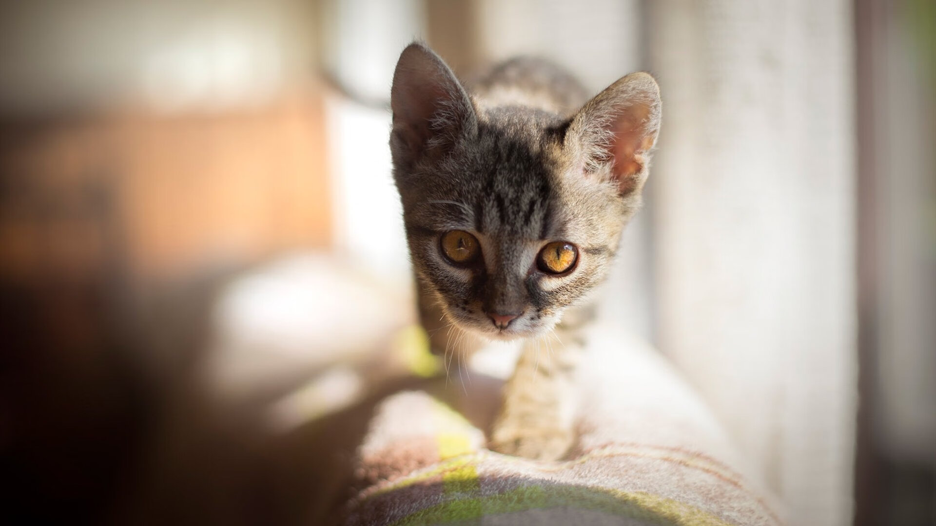 非洲荣耀,从绿茵场到硬木地板的胜利号角