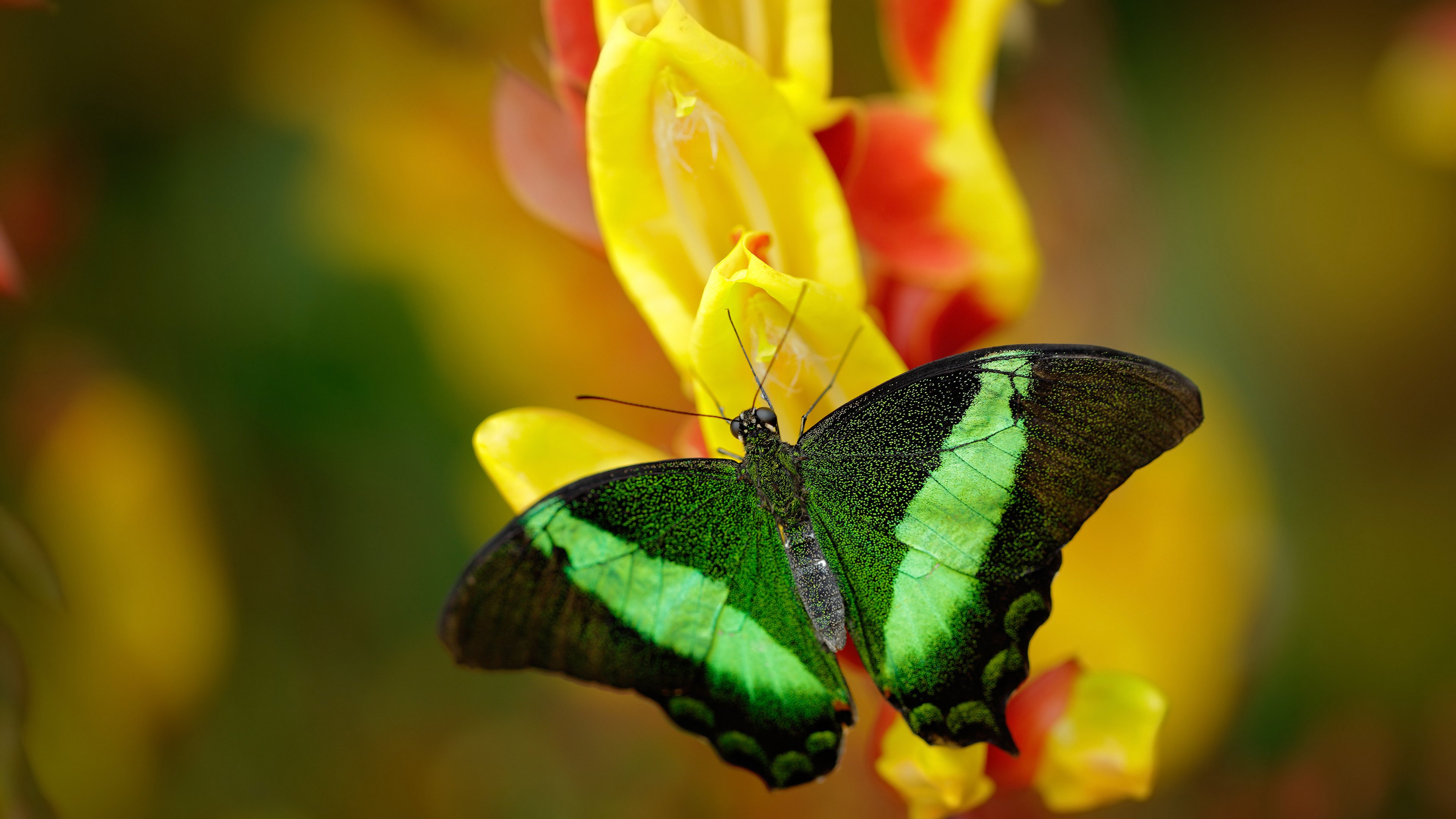 冰冷数据与炽热血肉，当韩国掀翻德国巨人，卢卡库的轰鸣响彻球场