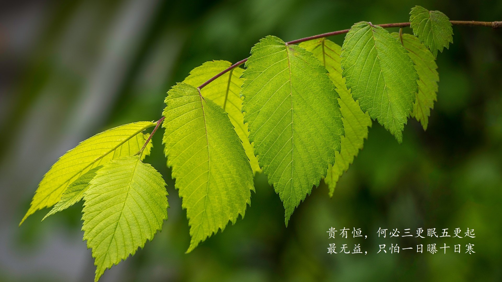 冰与火之歌，2026世界杯B组的唯一剧本，泰国默契织网，萨卡一剑封喉